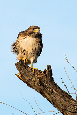 Red-tailed Hawk