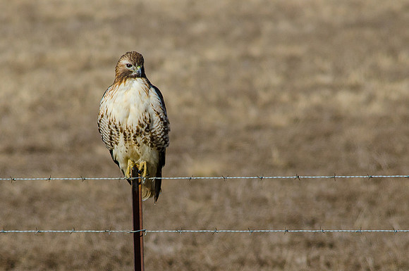Red-Tailed Hawk