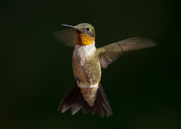 Hummingbird