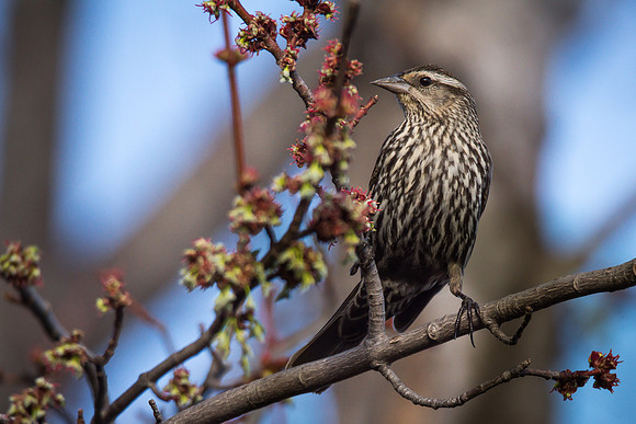 Female Red-winged Blackbird
