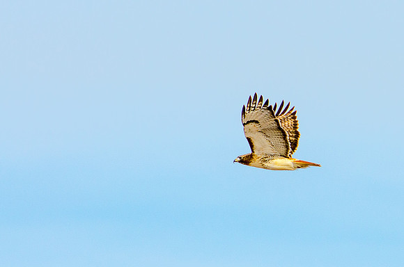 Red-Tailed Hawk