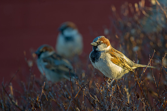 House Sparrow