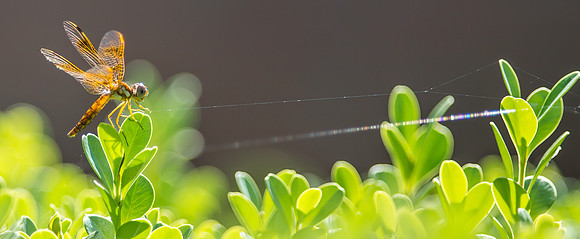 Dragonfly