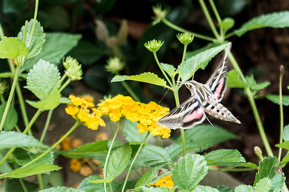 White-lined Sphinx - Large Moth