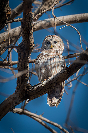 Barred Owl